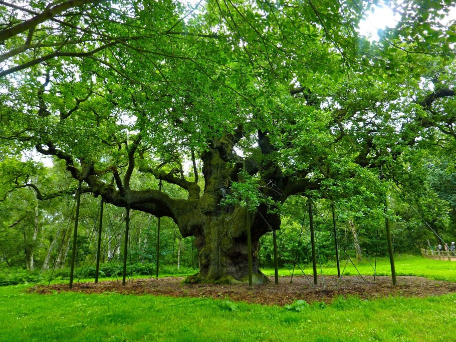 Дуб Англия парк Диана