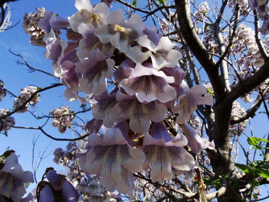 Павлония в Париже