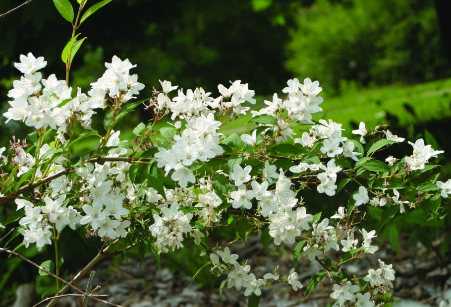 Дейция кальмиецветковая Калмифлора