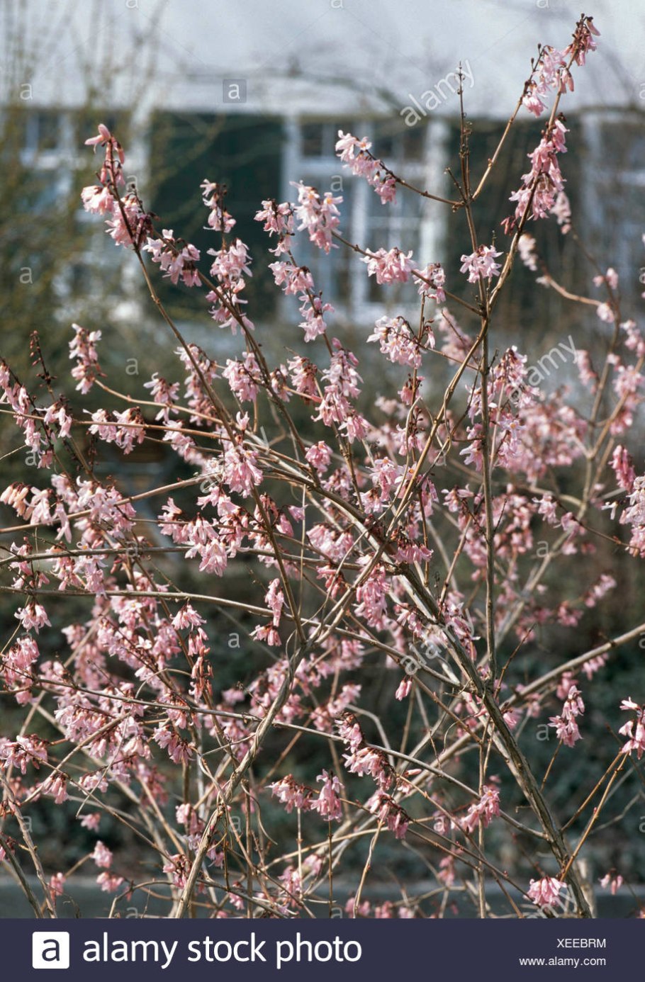 Дейция изящная (Deutzia gracilis) Никко