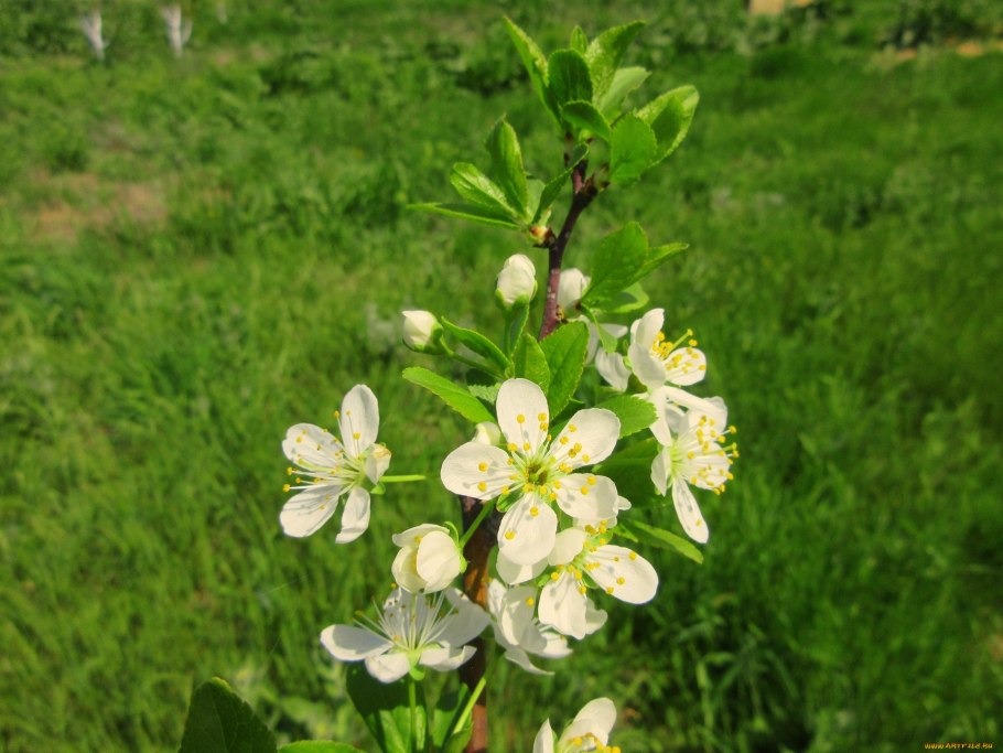 Дейция Рочестер
