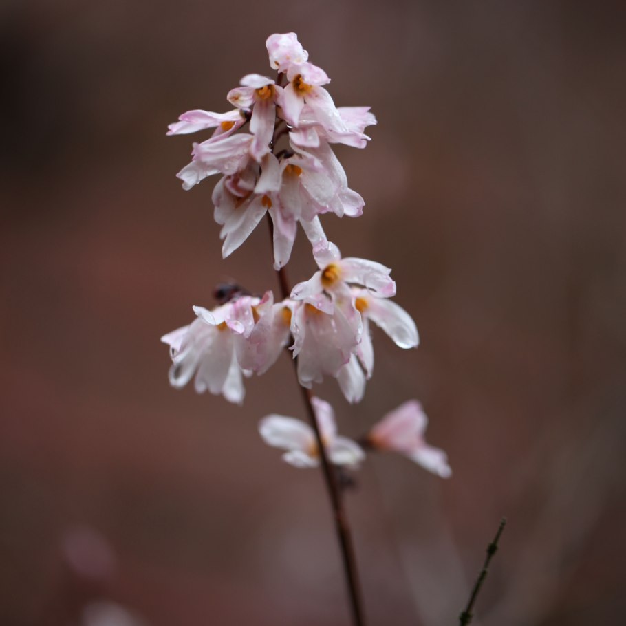 Абелиолистник двурядный