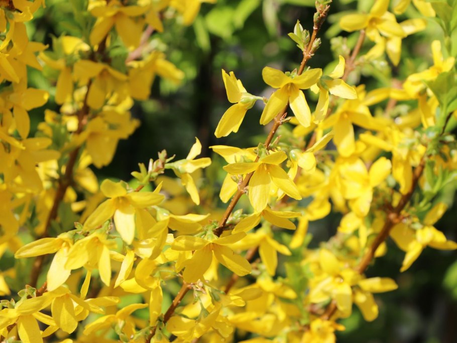 Forsythia Abeliophyllum