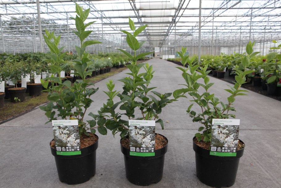 Миндаль трехлопастный луизеания