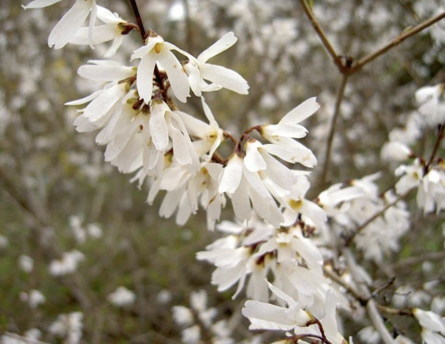 Форзиция Снежная Абелиолистник