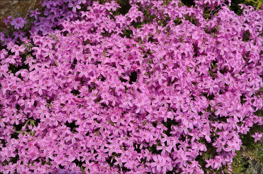 Миндаль Ледебура кустарник