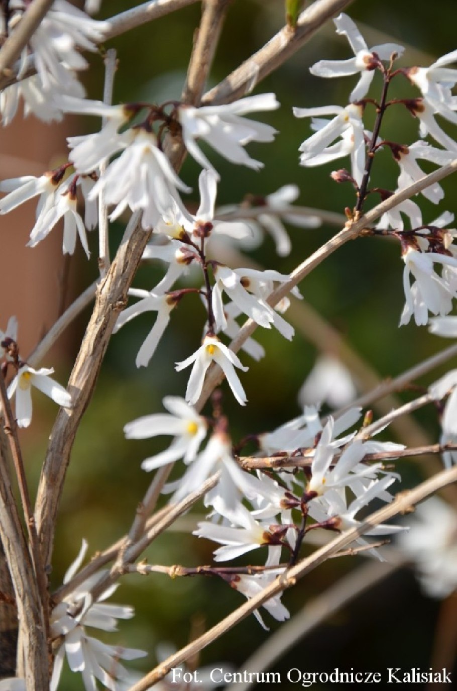 Abeliophyllum distichum