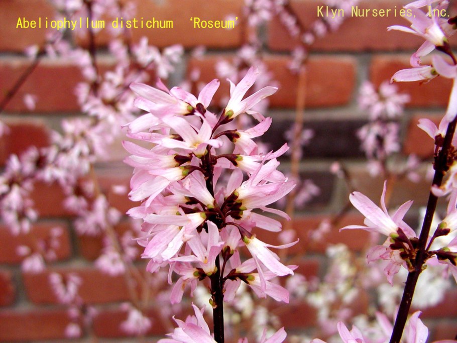 Дейция кустарник Вильморена