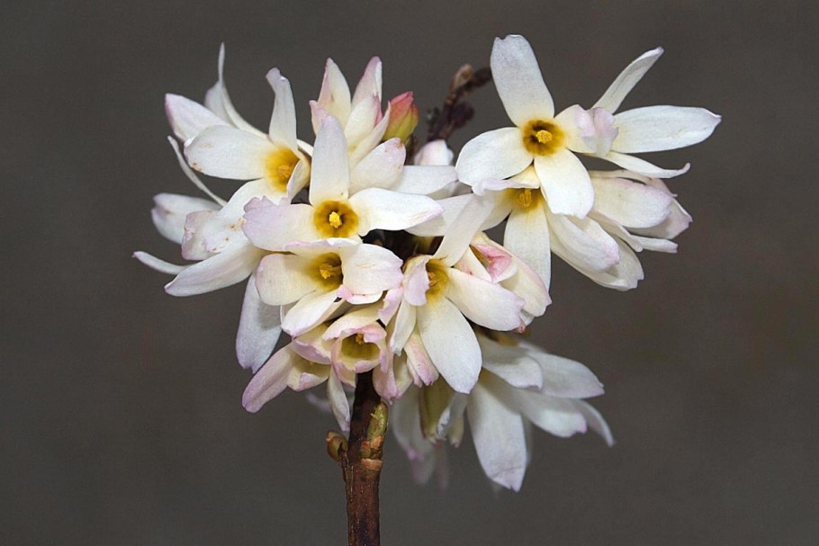 Абелия грандифлора ()