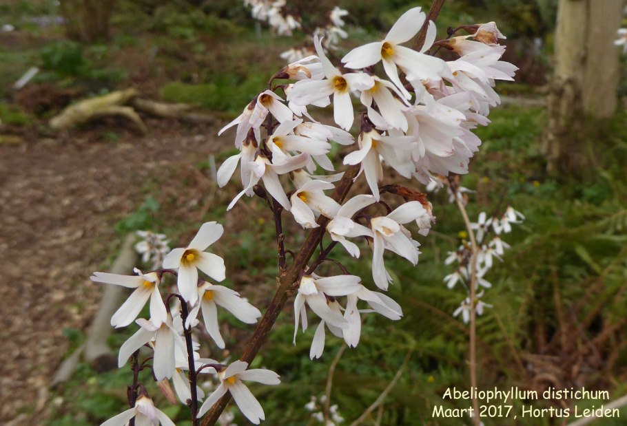 Абелиолистник (форзиция белая)
