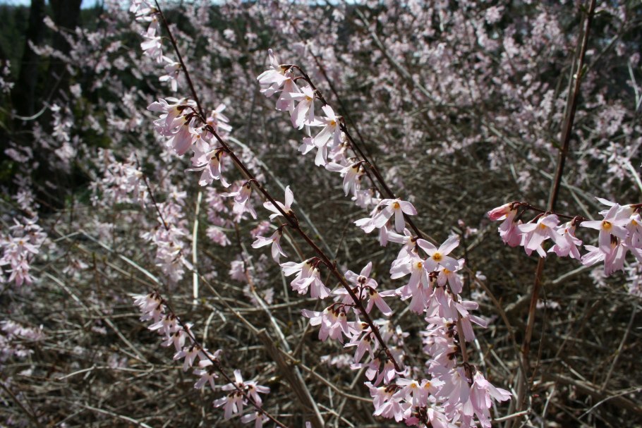 Абелиолистник двурядный (Abeliophyllum distichum