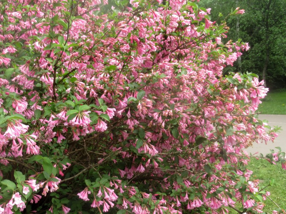 Abeliophyllum distichum