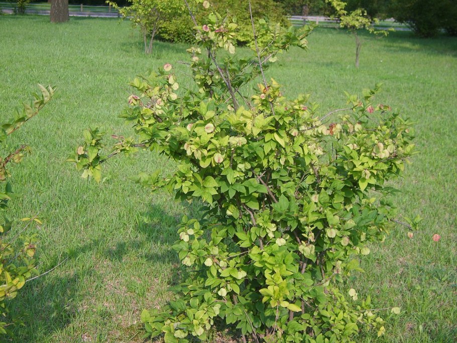 Форзиция Розеум