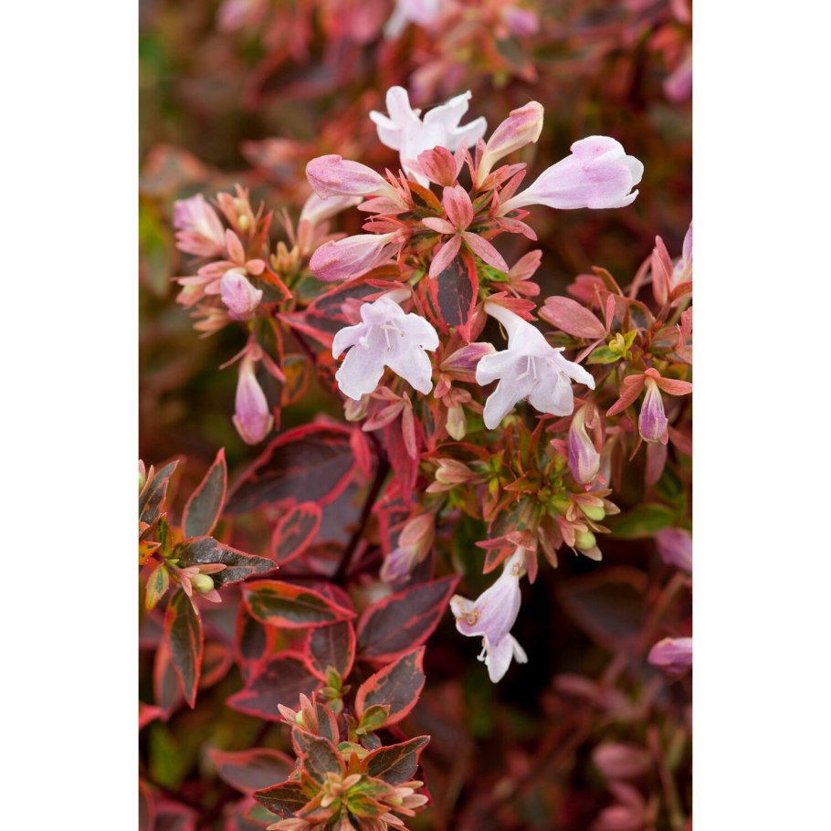 Форзиция Альба