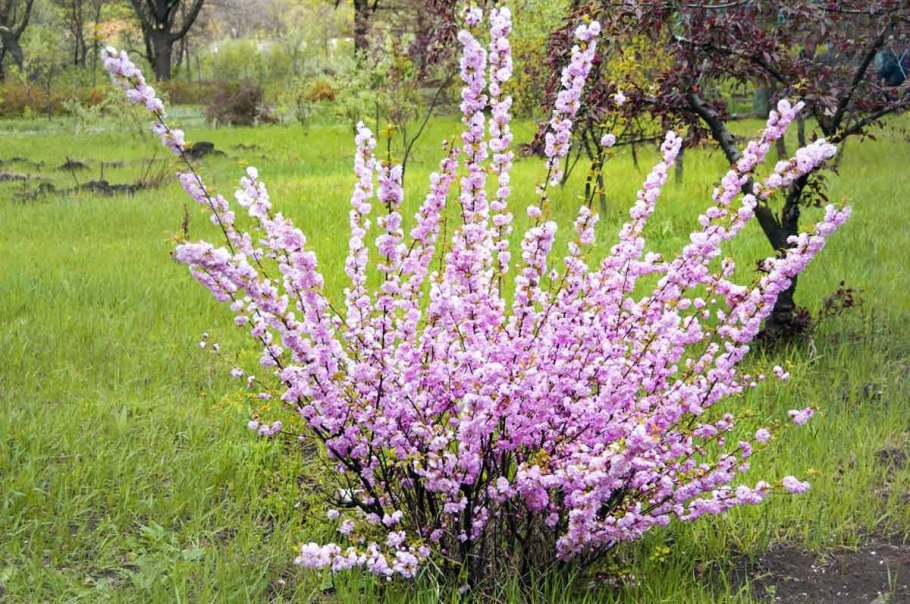 Форзиция Арнольд Жиант