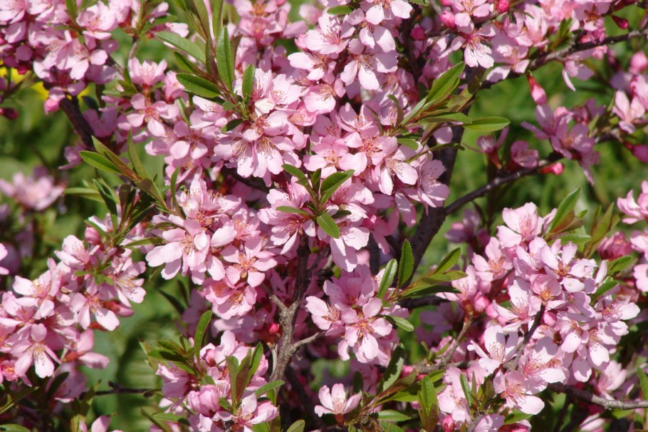 Форзиция розовая