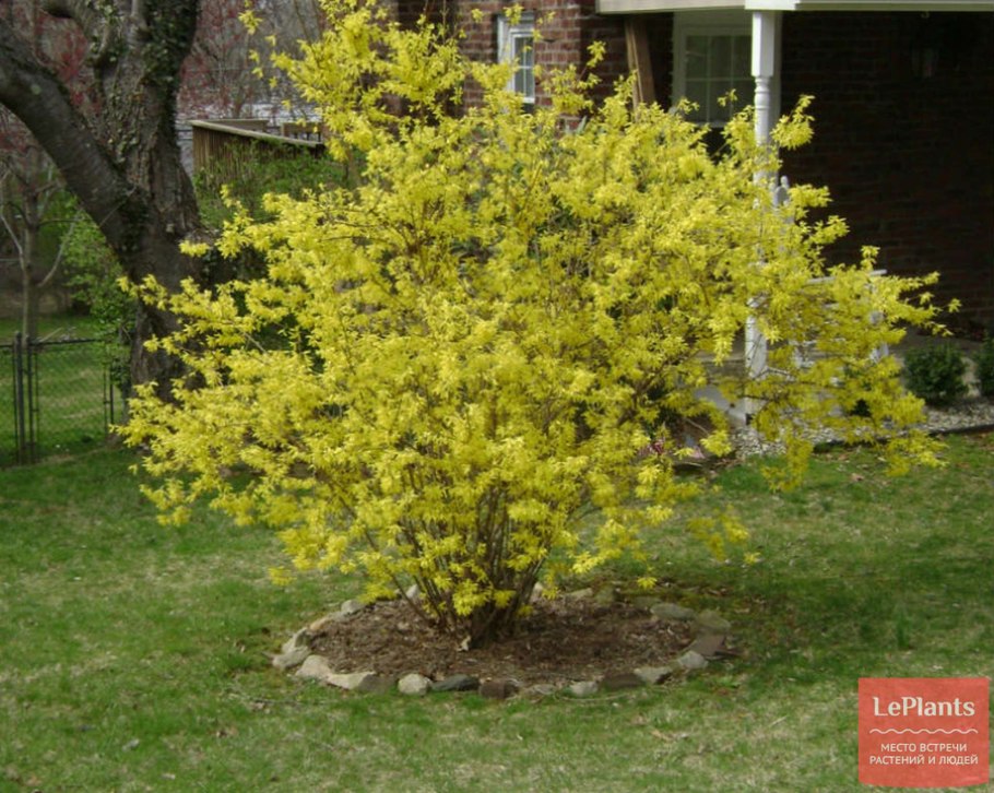 Миндаль Прунус трилоба