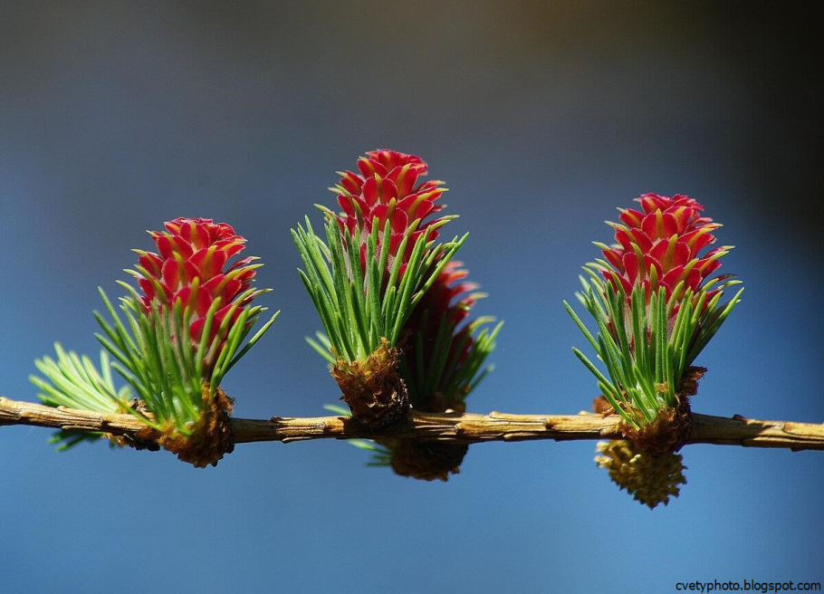 Можжевельник казацкий в миксбордере