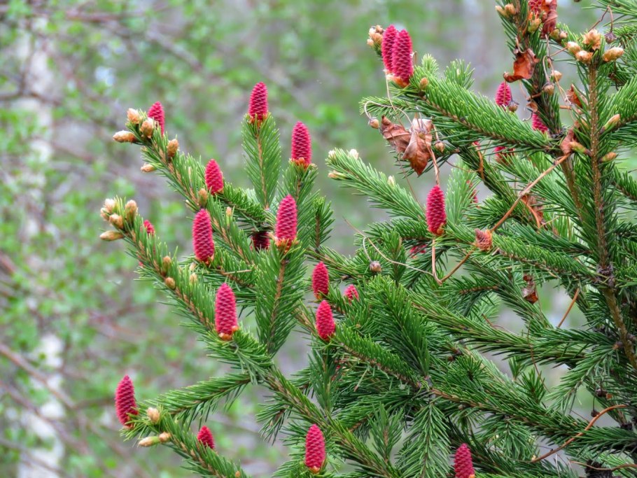 Пихта Семенова