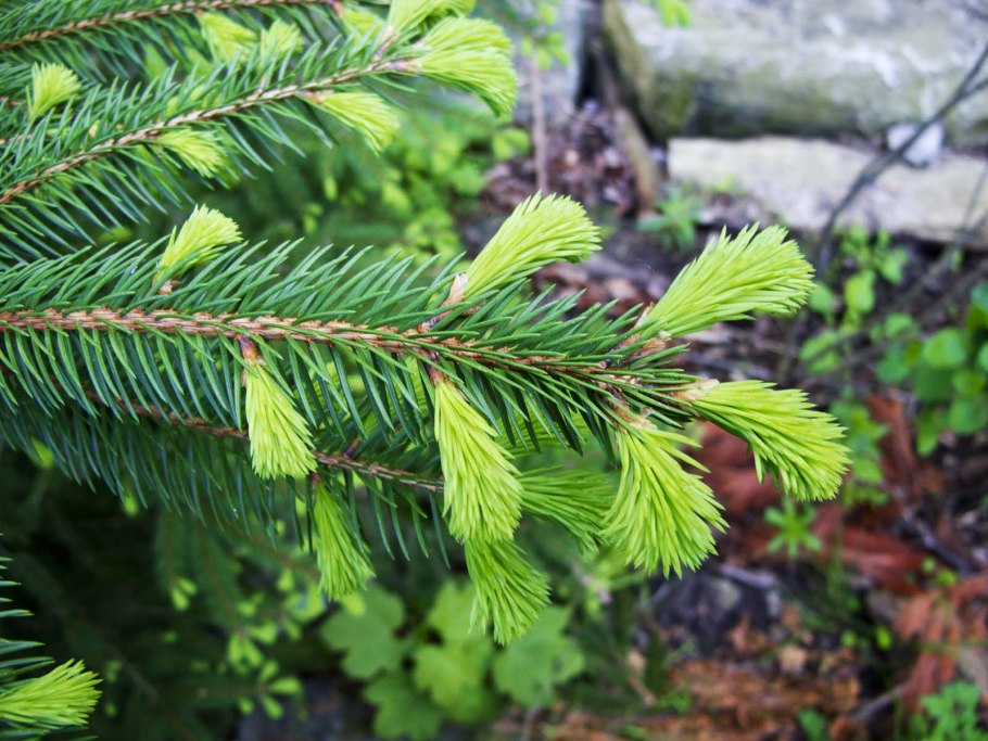 Карелия сосны шишки