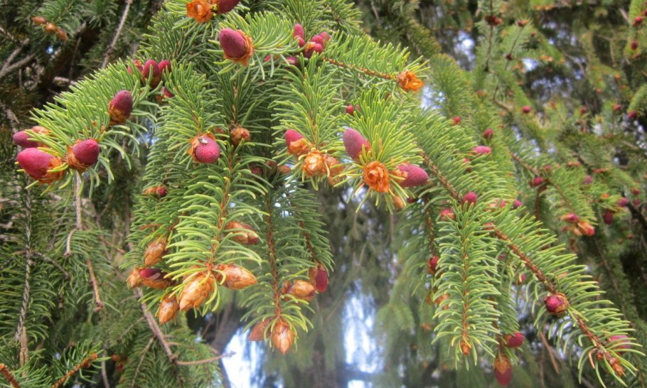 Кедр Сибирский хвоинки