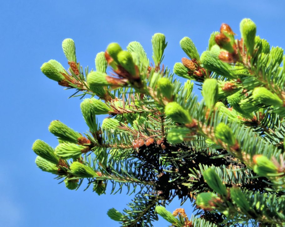 Ель Сибирская вегетация