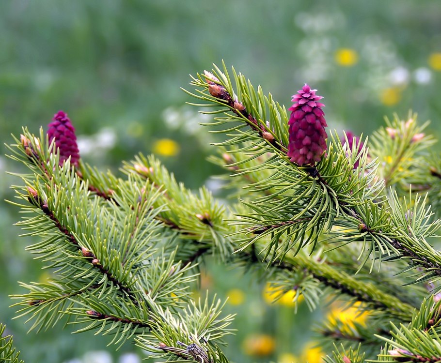Цветет пихта цветет сосна