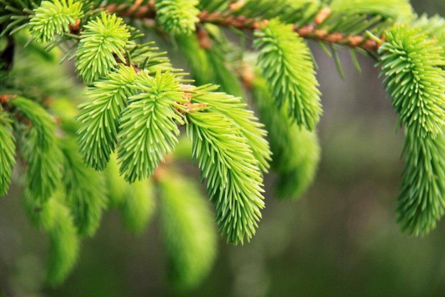 Лес пихта кедр