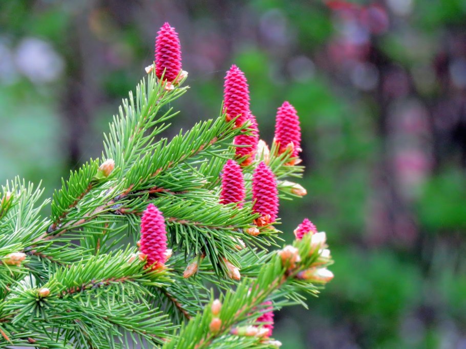 Хвоя голосеменных