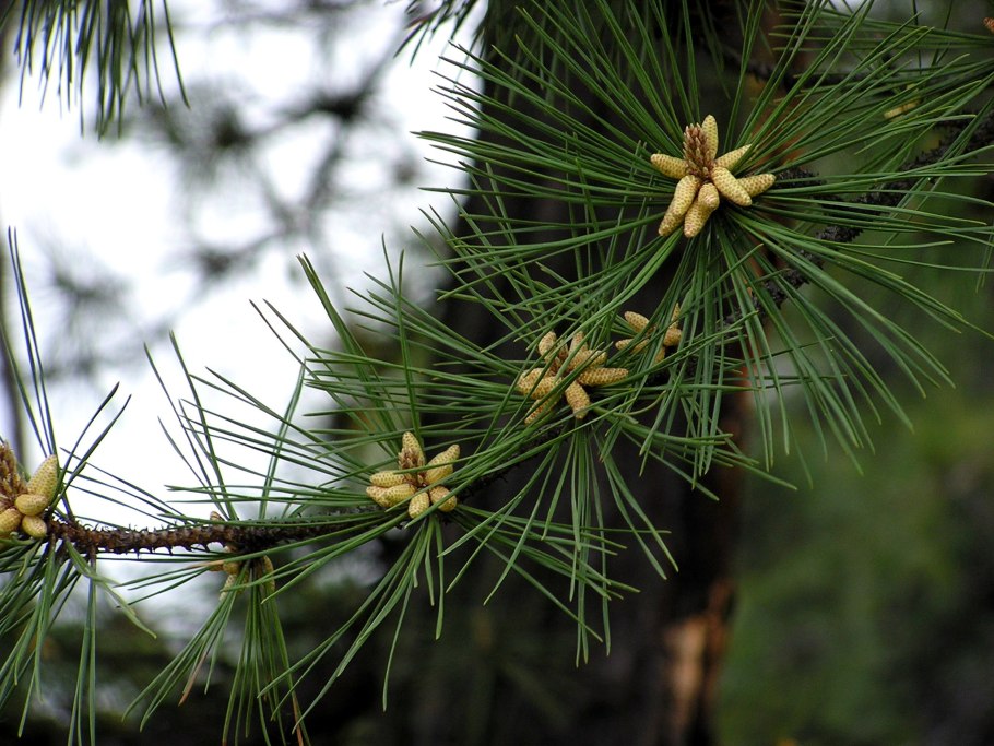 Pitch Pine Tree