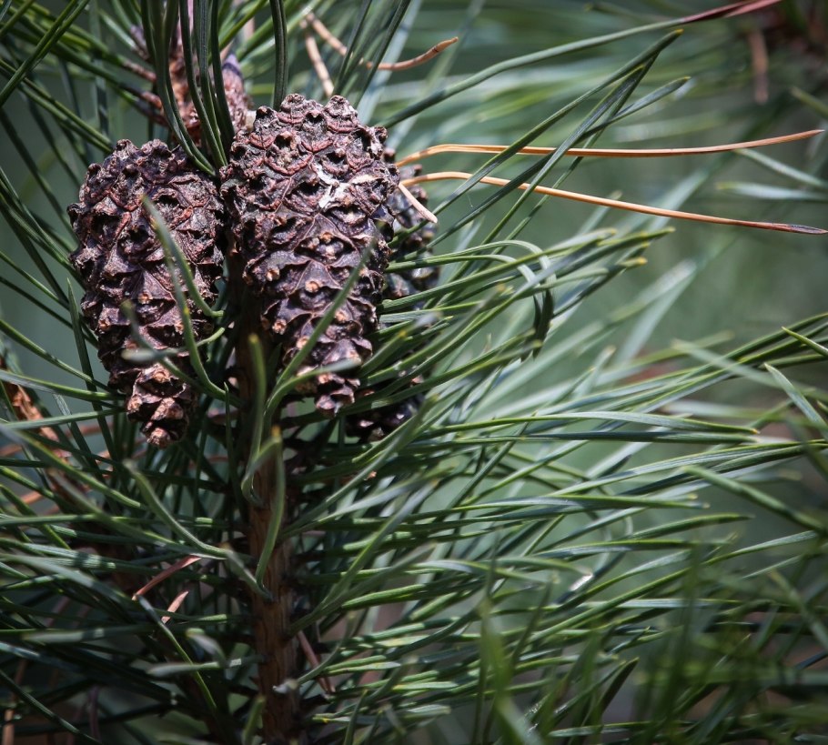 Хвойные семейства сосновых