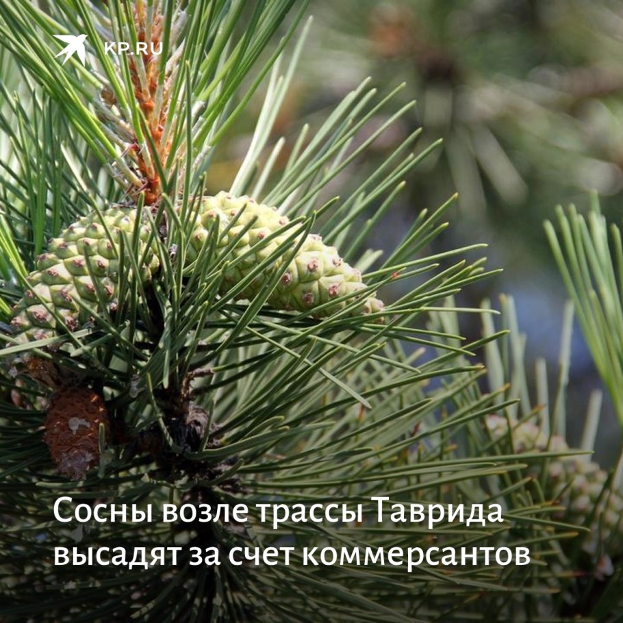 Сосна Горная mughus