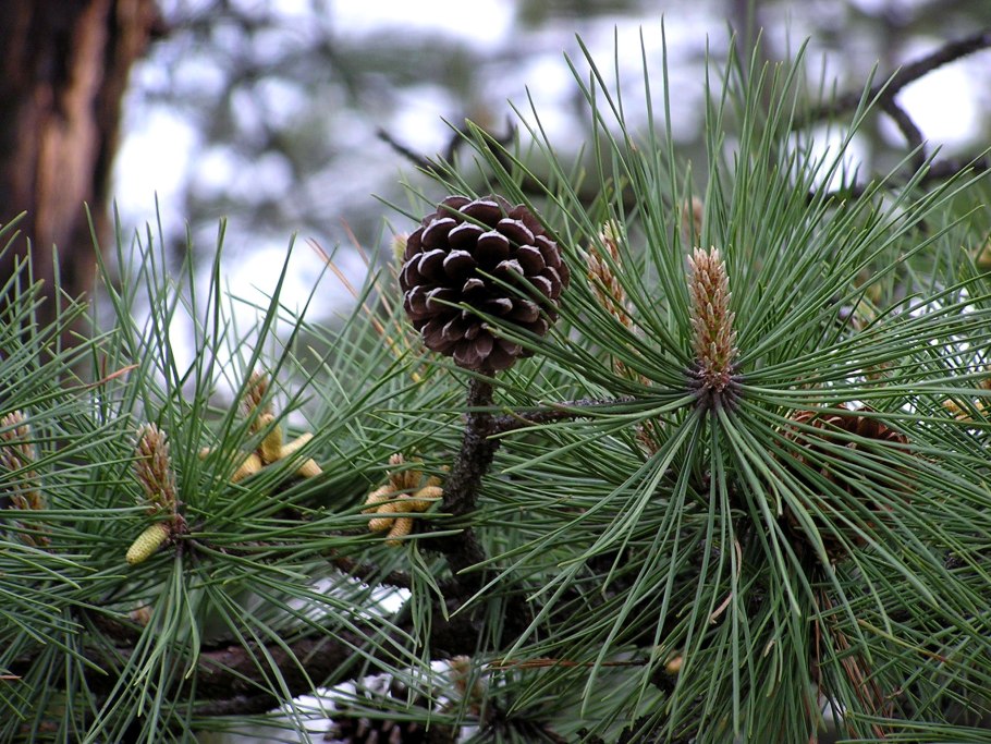 Pinus rigida