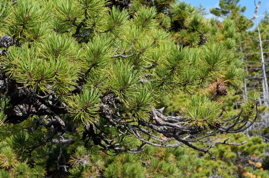 Pinus Agatka