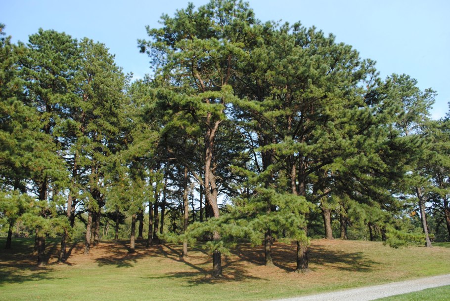 Сосна грубая