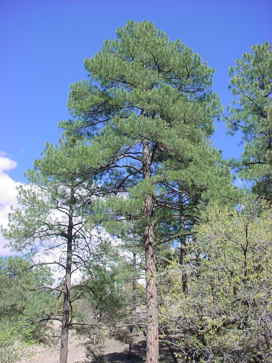 Пицундская сосна иголки