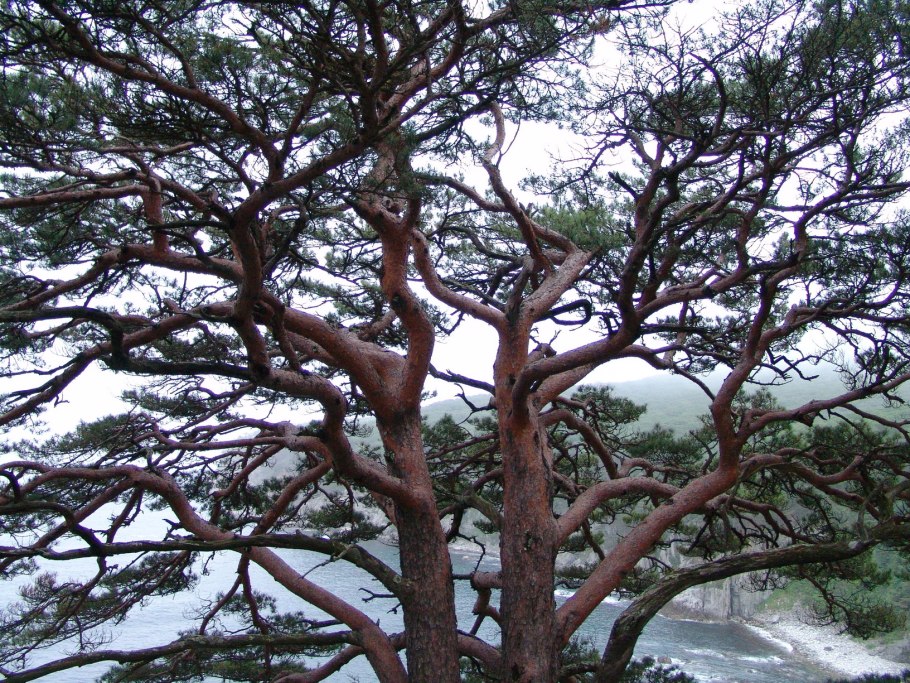 Pinus rigida Mill побег