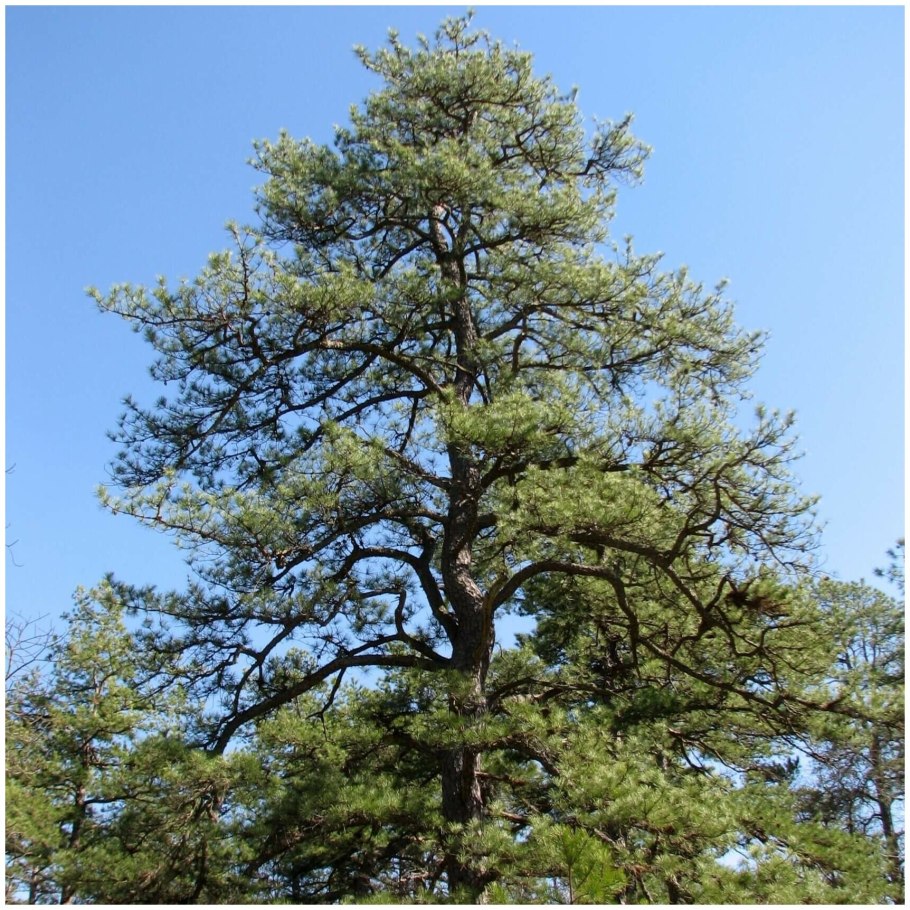 Сосна жесткая Pinus rigida
