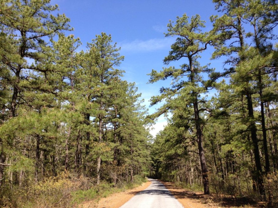 Пинус Пандероза