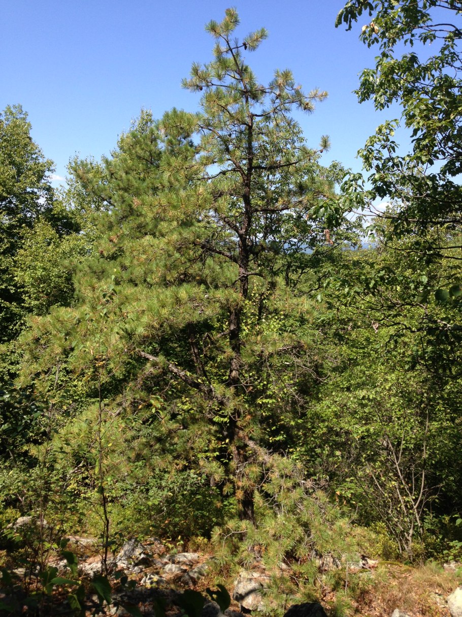 Сосна Кедровая Pinus Cembra