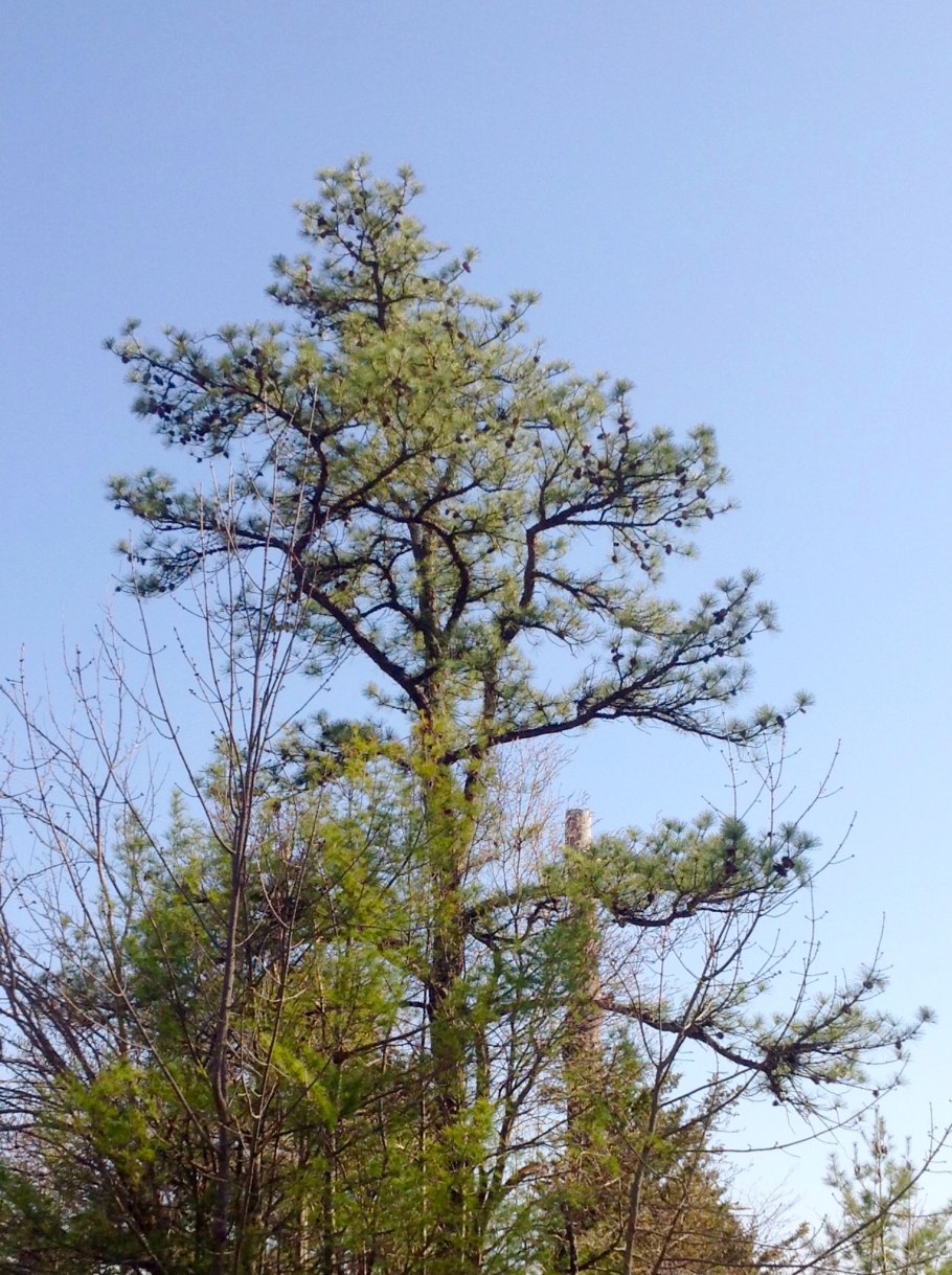 Ветвистая сосна