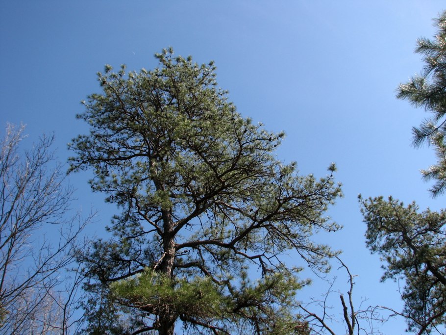 Сосна жесткая Pinus rigida