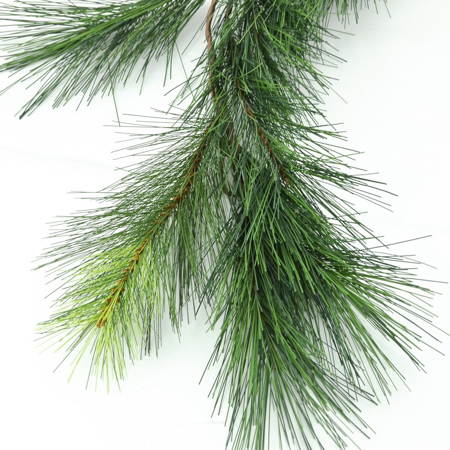 Семейство сосновые Pinaceae