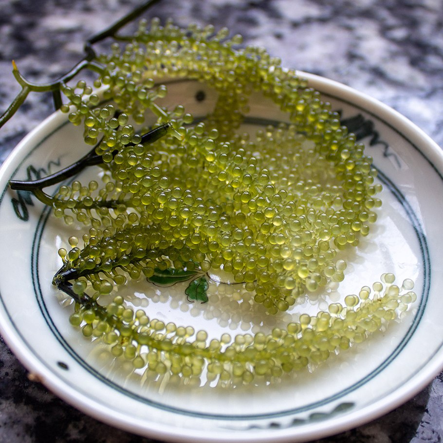 Каулерпа (Caulerpa lentillifera) – «морской виноград»