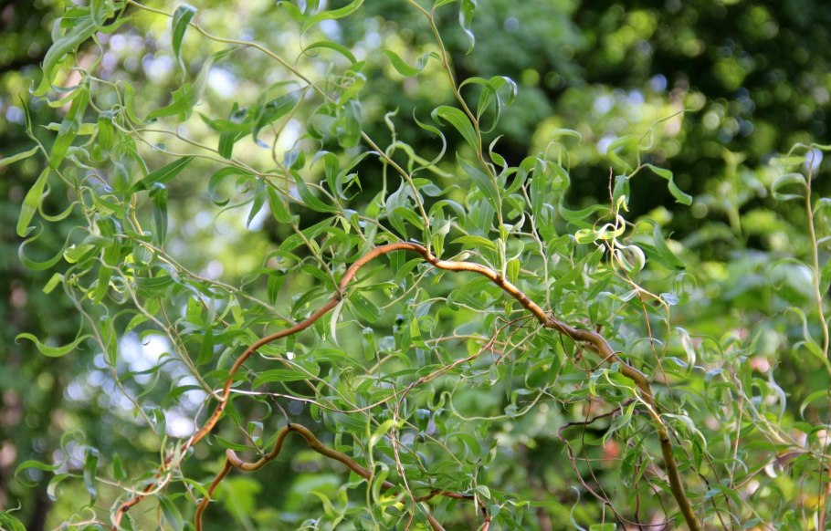 Salix Lanata