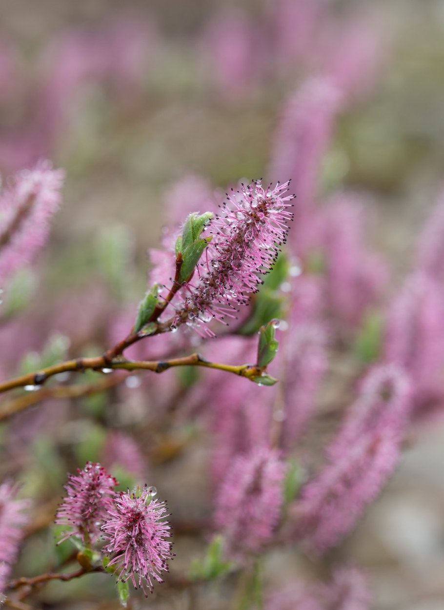 Ива Арктическая