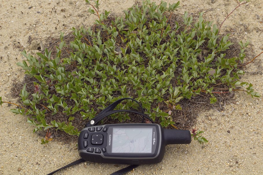 Ива Скальная фото