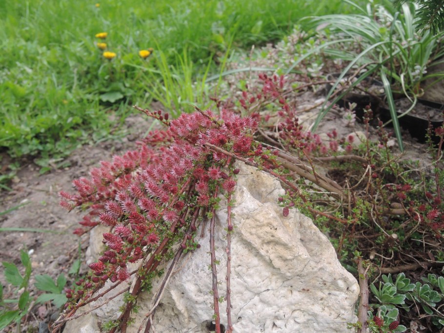 Ива ползучая в тундре