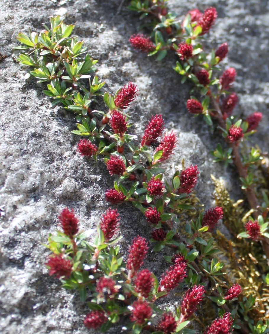 Ива Альпийская Скальная