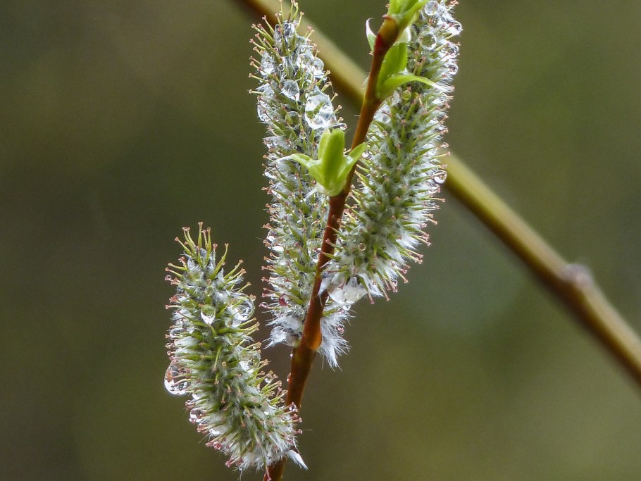 Salix hastata 'Wehrhahnii'
